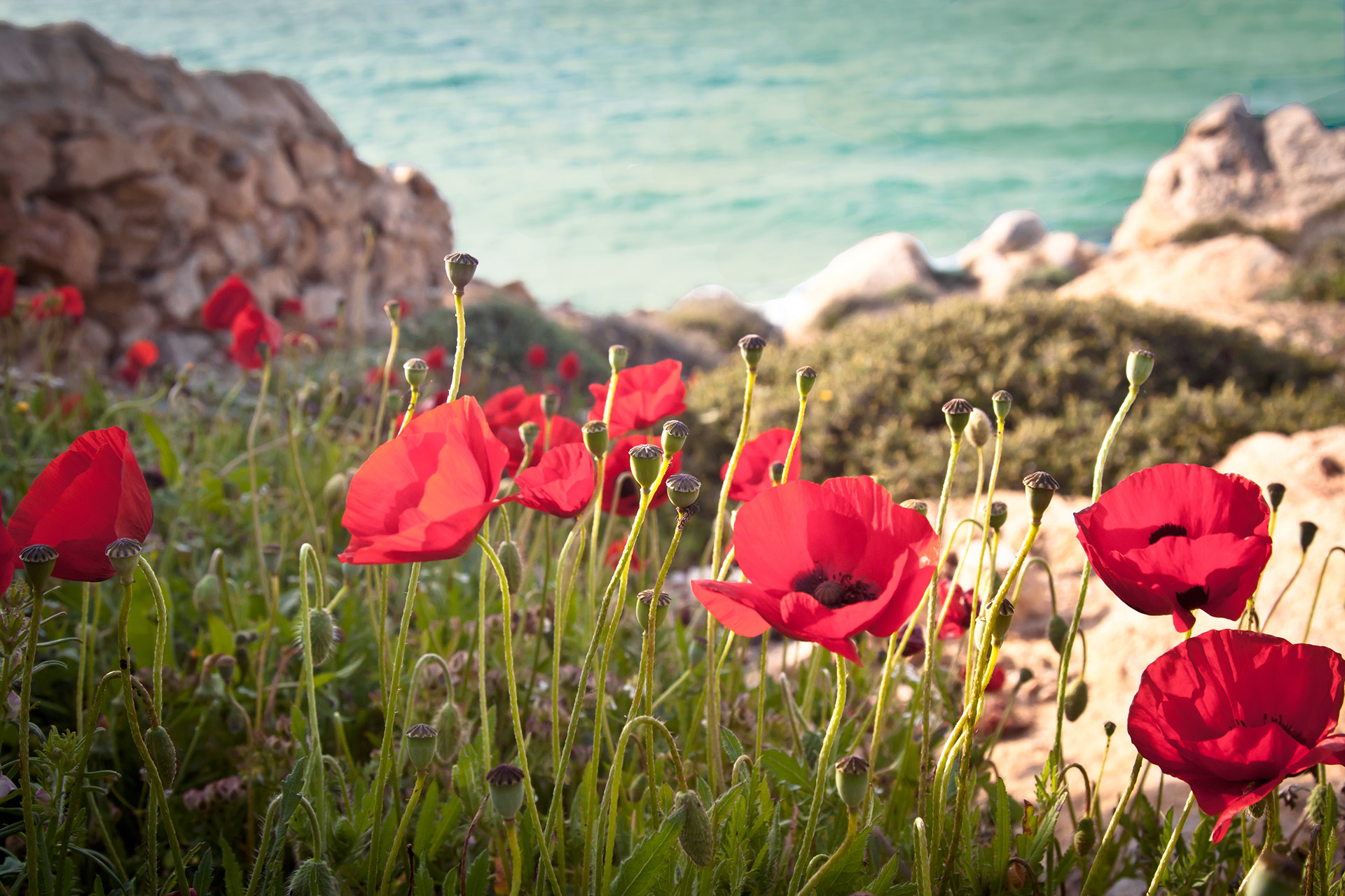 Poppy flowers with beach in the background